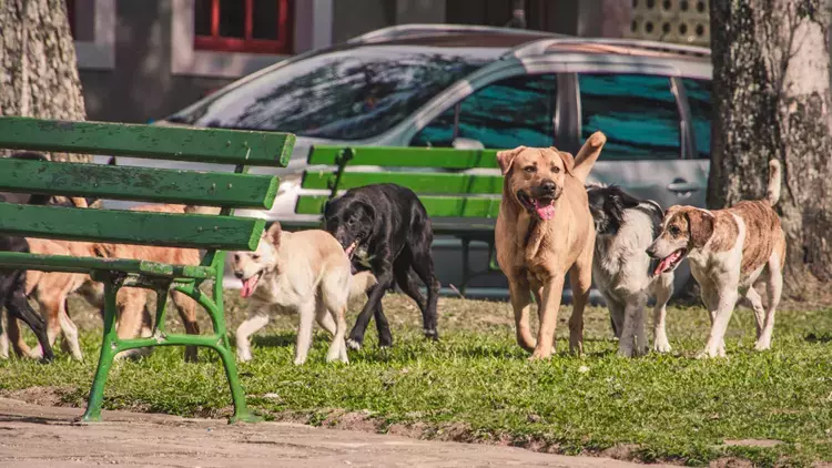 Tüm Tepkilere Rağmen Vazgeçilmedi! Sokak Hayvanlarına Ilişkin Kanun ...