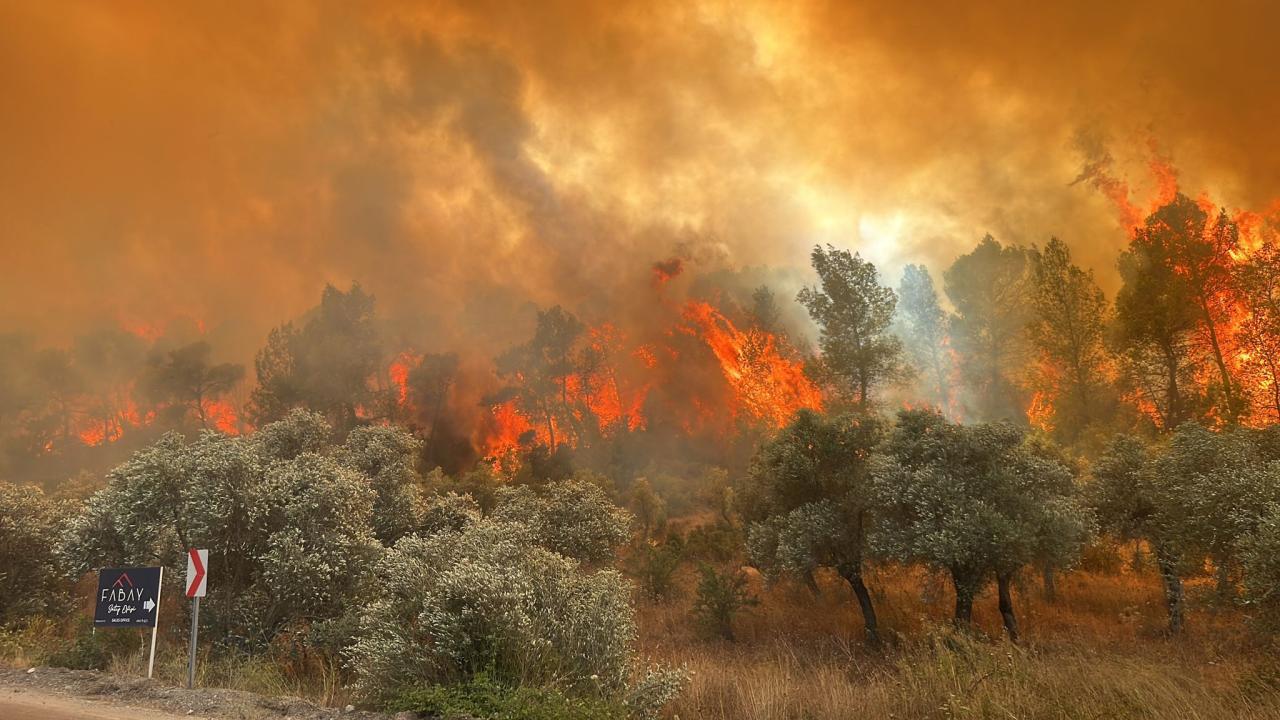 Muğla'da orman yangını